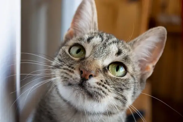 Котенок Тоффи, 7 мес., фотография 5