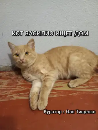 Кот ВАСИЛИО ищет дом, фотография 6