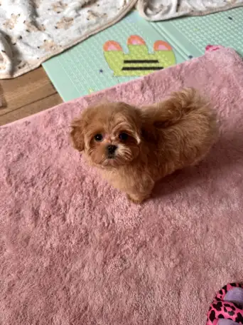 мини мальтипу ф1 девочка и мальчик  maltipoo f1 girl, фотография 4