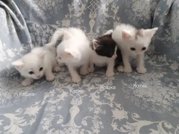 Красивые котята в дар, фотография 8