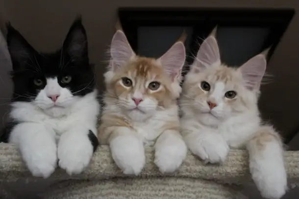 Котята мейн кун!, фотография 6