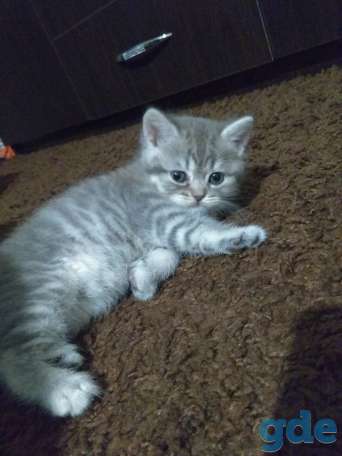 Шотландская кошка, фотография 9