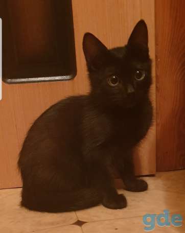 Котёнок мальчик красивые котята кошка питомцы, фотография 2
