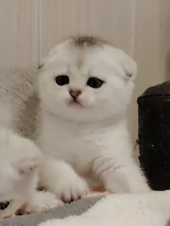 Шотландские котята., фотография 3