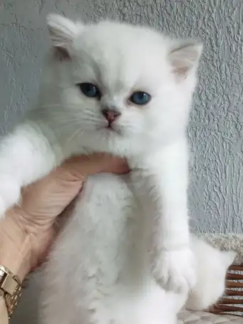Котята Серебристая шиншилла, фотография 1