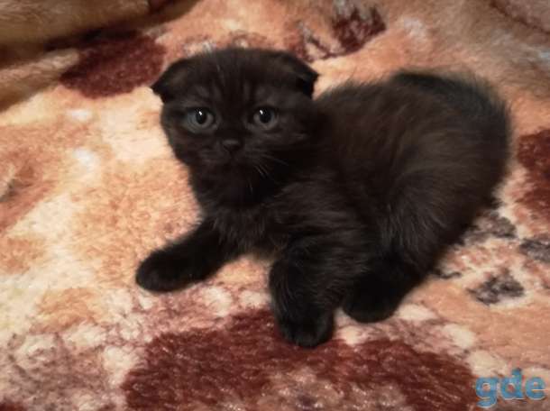 Шотландские котята., фотография 4