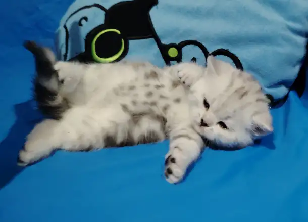 Котенок шотландский кошечка., фотография 3