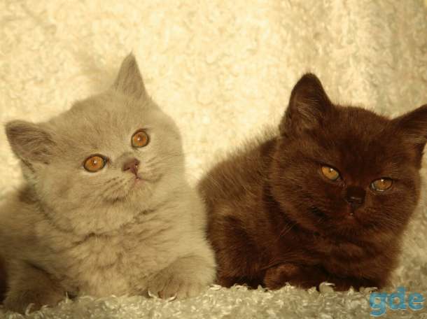 Британские котята, фотография 1