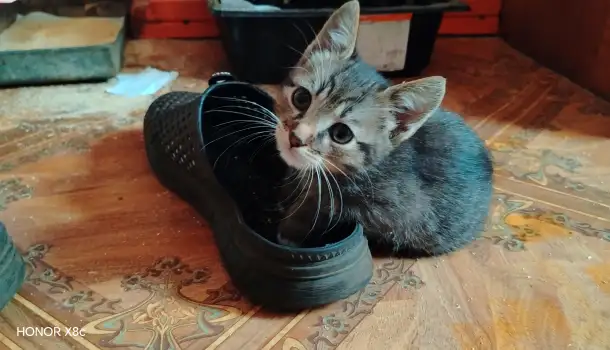 Милые котята ищут дом, фотография 4
