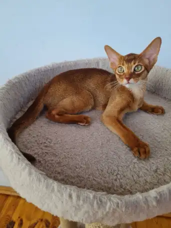 Котята, фотография 2