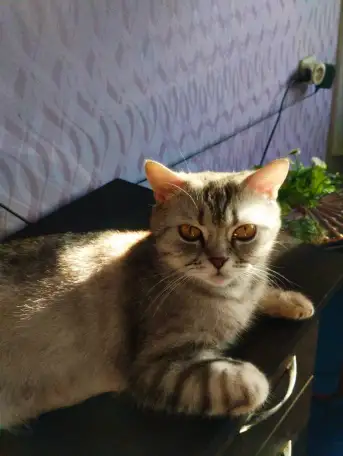 Шотландские котята. Скоттиш-страйт, фотография 7
