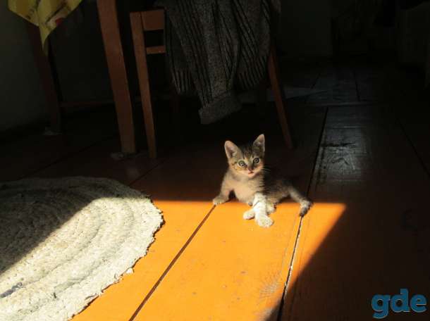 котята подарю, фотография 6