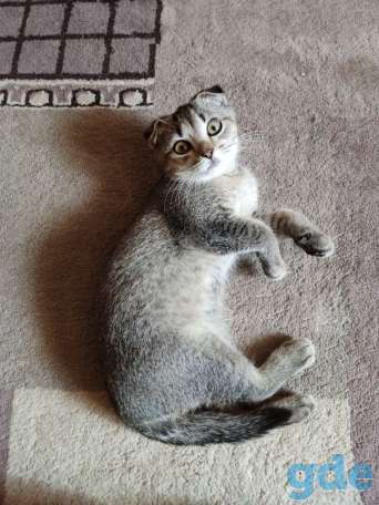 Шотландский вислоухий котенок, фотография 5