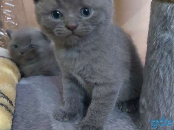 Британские котята, фотография 2