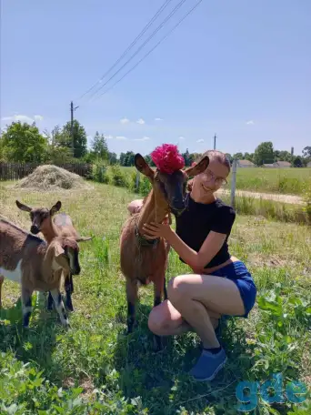 Коза Альпо-чешка, фотография 6
