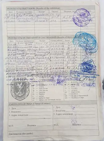 Продаются щенки немецкого ягдтерьера, фотография 5