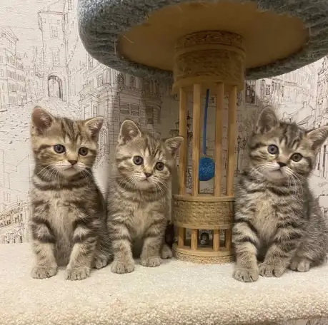 Шотландские замечательные котята, фотография 1