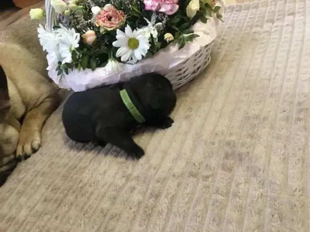 Французский бульдог, фотография 2
