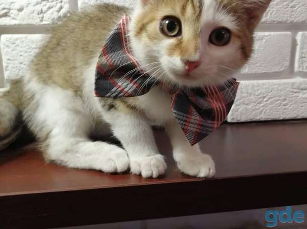 Котенок в добрые, ответственные руки!, фотография 4