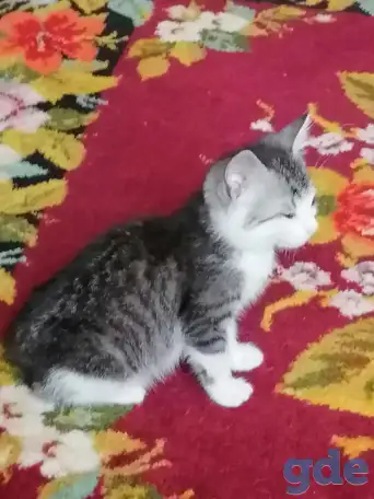 Приучены котенок(2месяца),мальчик. Отдадим в хорошие руки., фотография 1