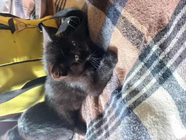 Котята, мальчики, фотография 3