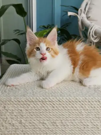 Котенок мейн кун из питомника, фотография 3