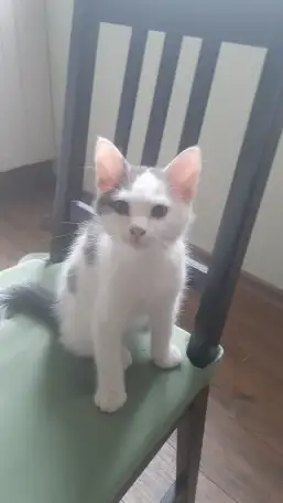 Отдам котят в хорошие руки, фотография 2