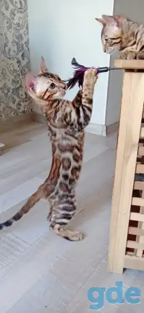 Чистокровные бенгальские котята, фотография 4