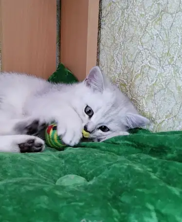 Британские серебристые котята, фотография 4