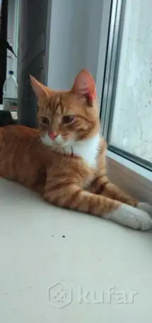 Отдам кота, фотография 3