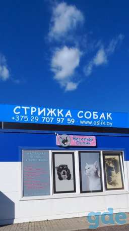 Груминг, стрижка собак и котов Боровляны, экспресс-линька, фотография 6
