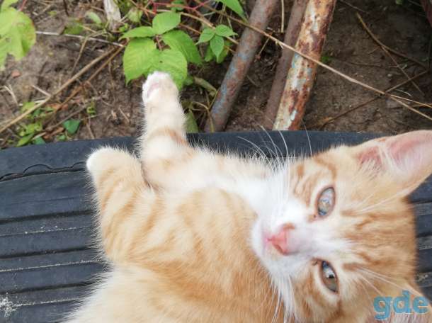 Котята даром, фотография 6