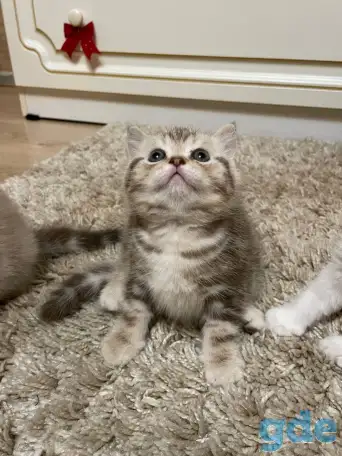 Шотландские мальчик скоттиш страйт и девочка скоттиш фолд, фотография 6