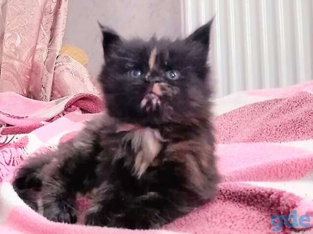 Мейн кун котенок, фотография 1