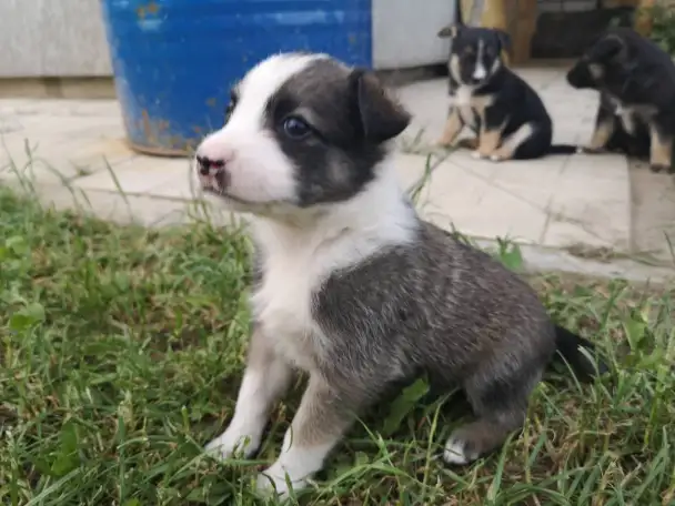 ЩЕНКИ В ДАР, фотография 11