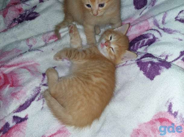 Отдам котят в добрые руки., фотография 2