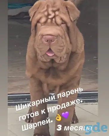 Щенок Шарпея, фотография 8
