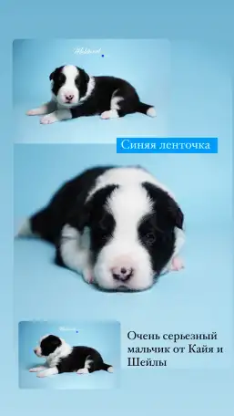 Щенки бордер колли, фотография 5