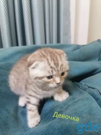 Шотландские котята, фотография 3