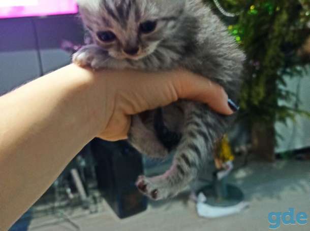 Шотландские котята, фотография 2