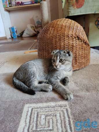 Шотландский вислоухий котенок, фотография 7