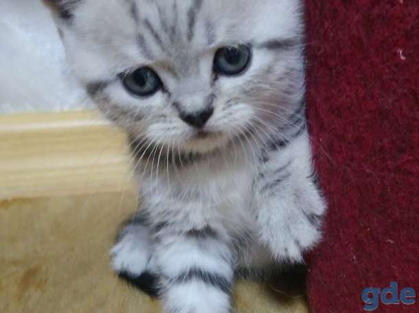 Котята, фотография 4