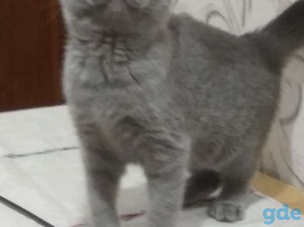 Очаровательные британские котята, фотография 2