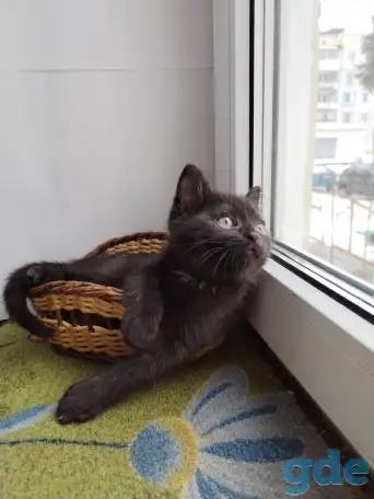 Скоттиш-страйт, шотландцы, фотография 6