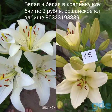 Лилии разные сорта, фотография 3