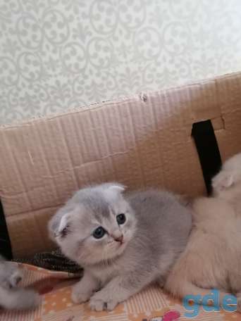 Котята, фотография 6