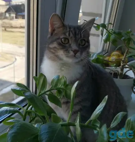 Отдам котят, кошку и кота, фотография 9