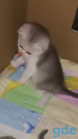 Шотландские вислоухие плюшевые котята, фотография 4