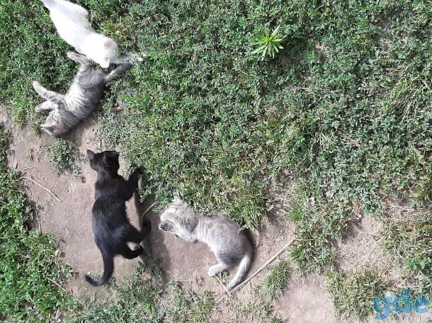 Котята бесплатно, фотография 1