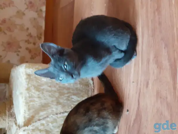 Котята, фотография 2